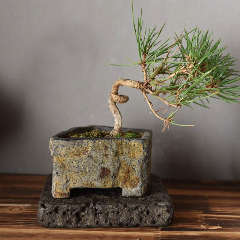 Basalt Natural Stone Flower Po - Bonsai Garden Chinese Garden recension och pris
