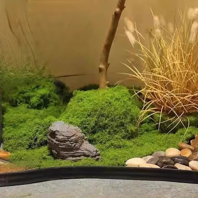 200g Eternal Life Moss DIY Cra - Bonsai Garden Ideas recension och pris
