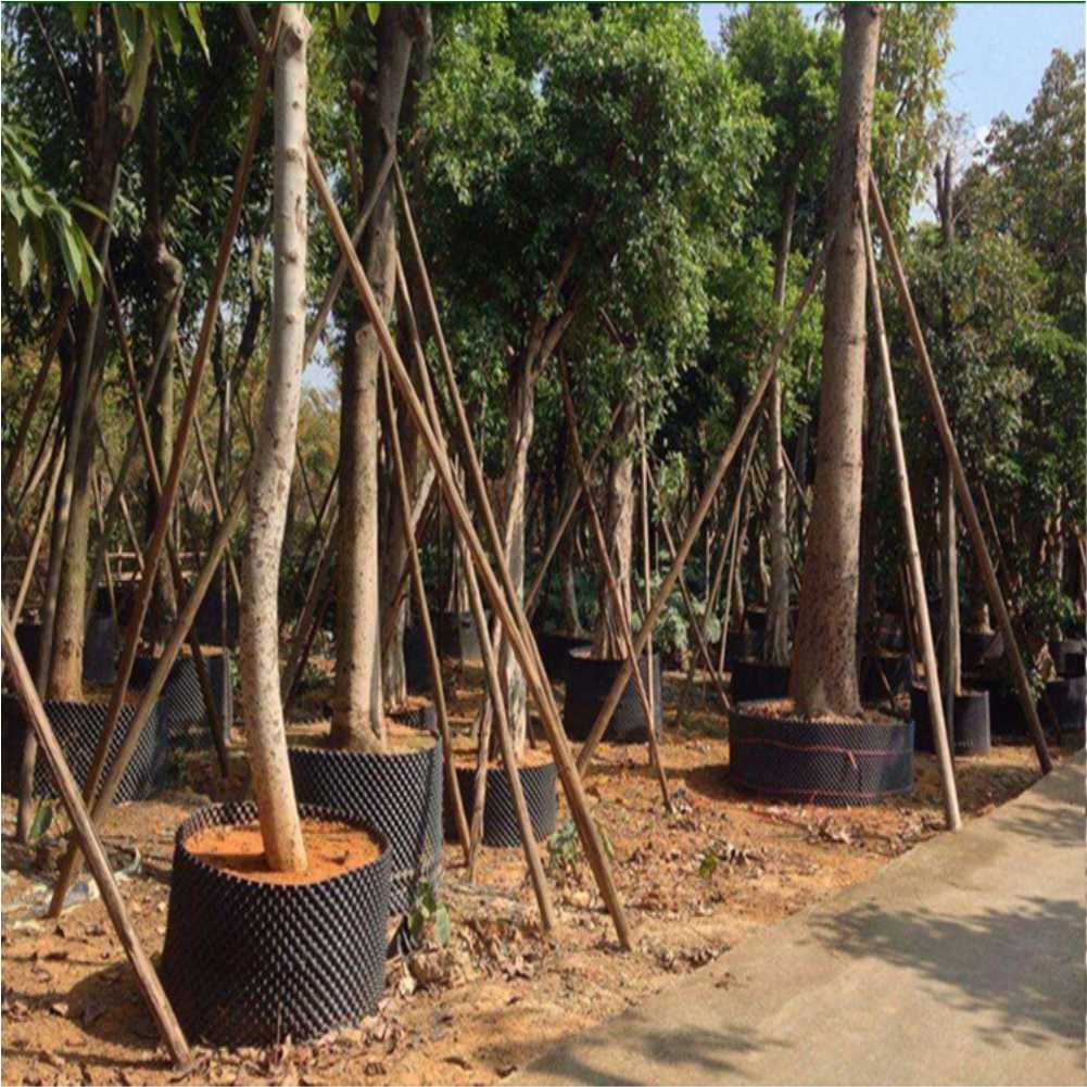 Grow Container Garden Tree Bon - Bonsai Garden Nursery recension och pris